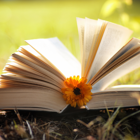 A Poetic Ode to Moringa: Celebrating National Poetry Month — Miracle Tree Blog
