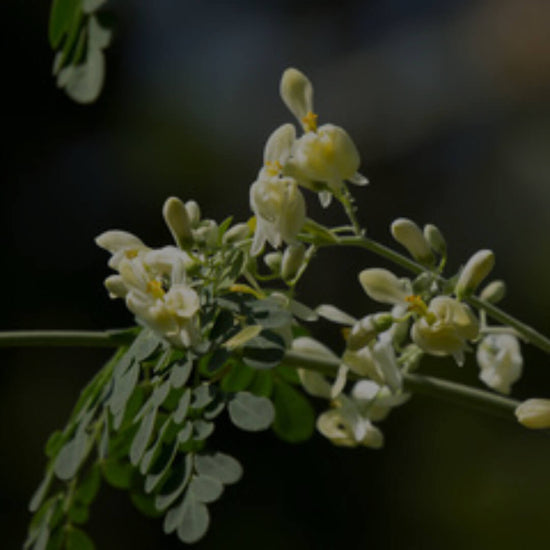 A Breakdown of Moringa's Nutritional Benefits