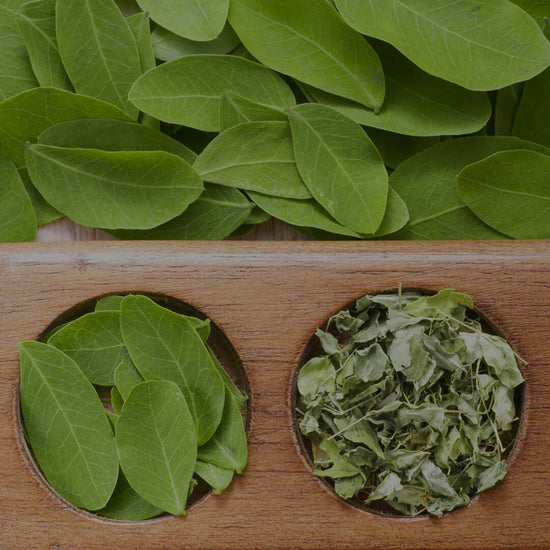 Everything You Need to Know About the Moringa Plant