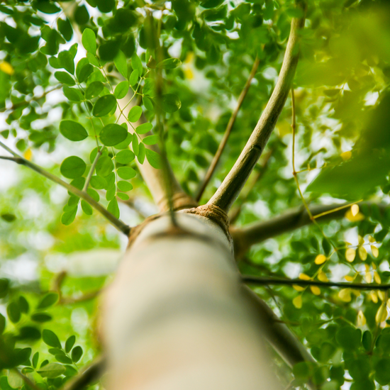 Garden Day Inspiration: Growing Your Own Moringa Tree — Miracle Tree Blog