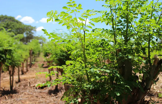 About_Moringa - Miracle Tree