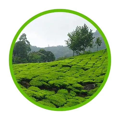 Circles_-_Wholesale_-_Sri_Lanka - Miracle Tree