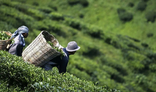 Sri Lankan Tea Farmers