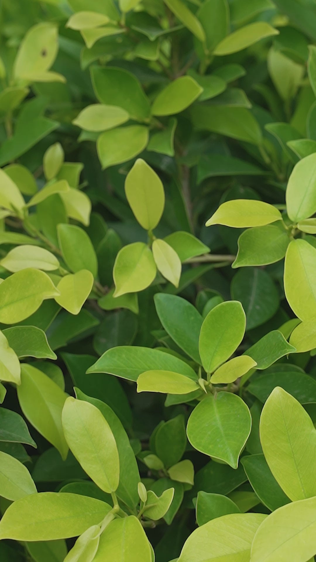 Miracle Tree video